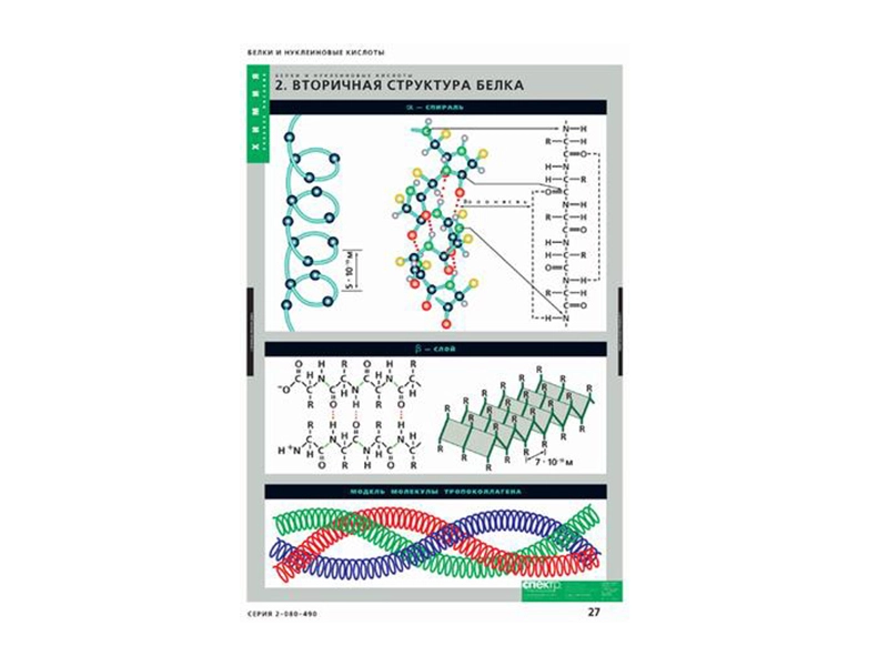 Учебный комплект: 8 плакатов 68 х 98 см — Белки и НК
