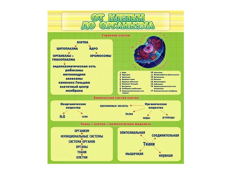 Обучающий стенд "От клетки до организма" без карманов