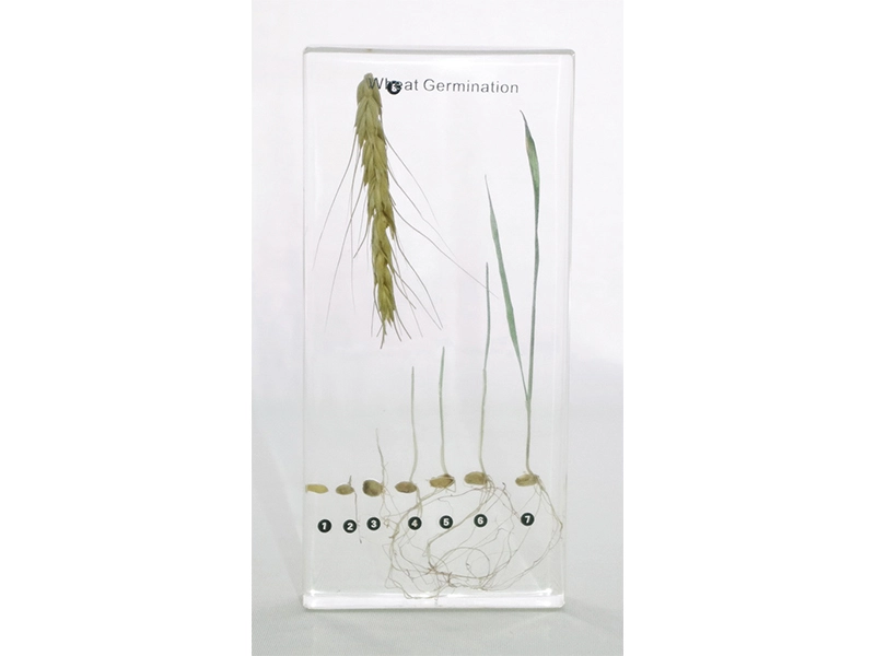 Демонстрационная коллекция — развитие пшеницы в акриле