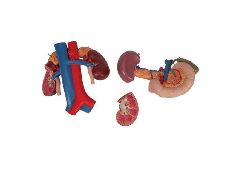 Модель почки с органами задней части верхнего отдела брюшной полости
