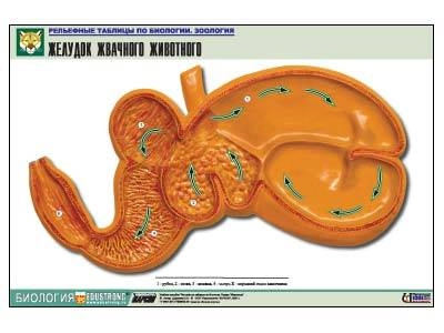 Объёмная учебная таблица «Желудочный аппарат жвачных» A1
