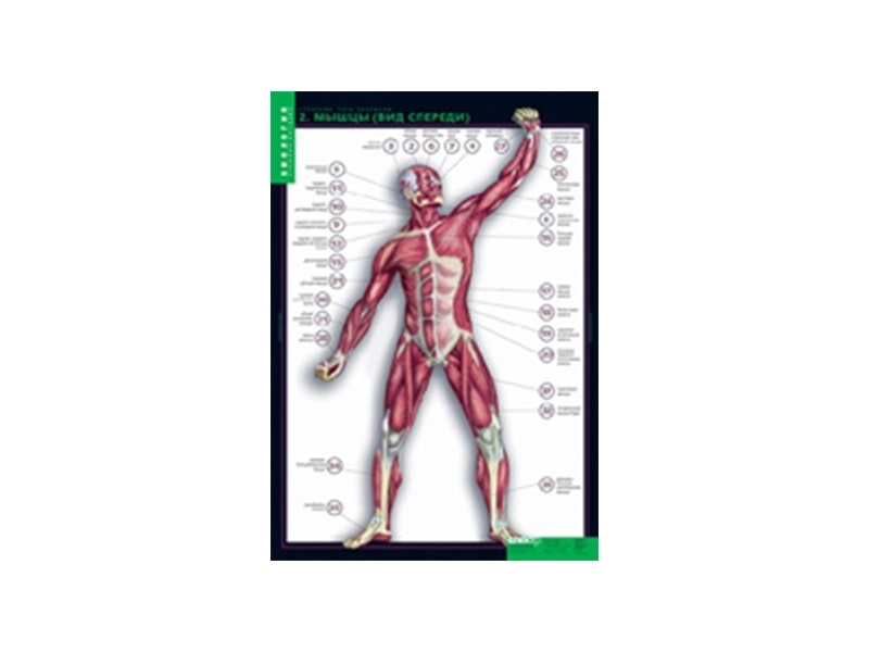 Набор таблиц «Строение тела человека» — 10 плакатов