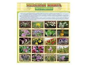 Стенд Красная книга - Растения