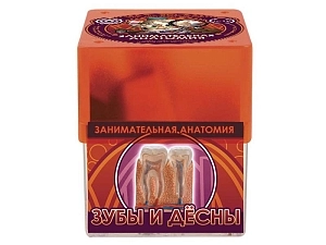Профессор Эйн: модель зуба и десны, 3D комплект