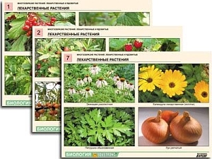 Комплект таблиц по ботанике «Лекарственные и ядовитые» A4, 16 шт