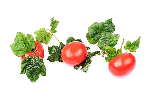 Искусственные помидоры на ветке — учебная модель