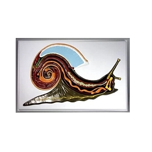 Барельефная модель внутреннего строения брюхоногого моллюска (сагиттальный разрез)