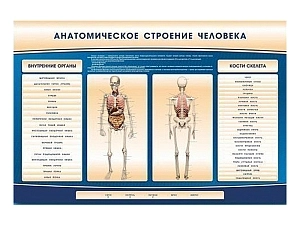 Стенд-тренажер «Анатомия человека» электрифицированный 1500×1000 мм