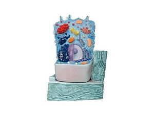 Модель животной клетки 10000×