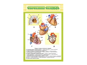 Стенд Строение сердца