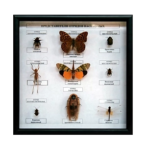 Энтомологическая коллекция — представители 4 отрядов