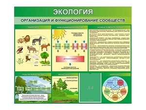 Сденд Экология. Организация и функционирование сообществ