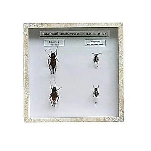 Коллекция энтомологическая «Половой диморфизм» для школы