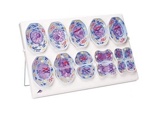 Модель мейоза 10000×