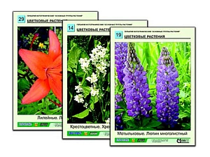 Гербарий фотографический «Основные группы растений» — 36 планшетов