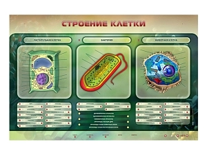 Электрифицированный стенд «Строение клетки» 1500×1000 мм