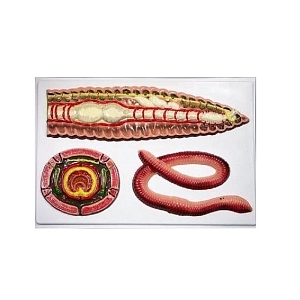 Барельефная модель «Внутреннее строение дождевого червя» ПРШ-Б107