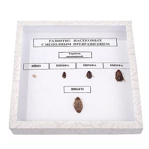 Энтомологическая коллекция «Развитие насекомых» (неполное превращение)