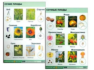 Коллекция «Семена и плоды» ЭДГ-7091