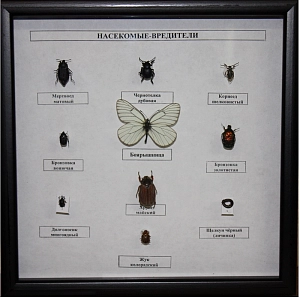 Энтомологическая коллекция «Насекомые‑вредители», арт. ПРШ‑Б48