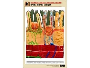 Рельефная таблица Ворсинка кишечная с сосудом, А1