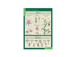 Демонстрационные таблицы «Биология 6 класс» 68×98 см