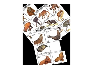 Дидактические карточки — систематика и экология млекопитающих, 96 шт.