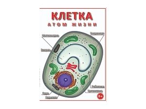 Фильм «Клетка — атом жизни» для уроков