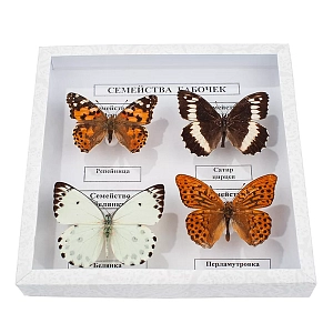 Энтомологическая коллекция «Семейства бабочек» под стеклом