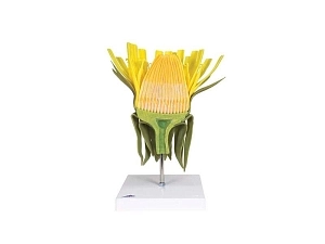 Модель цветка одуванчика 10× соцветие