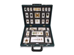 Набор «27 беспозвоночных» в акриловом кейсе 42×33×8 см