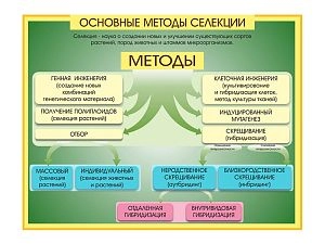 Стенд Методы селекции и биотехнологии