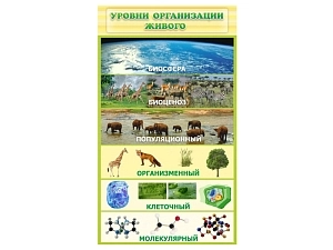 Стенд Уровни организации живого