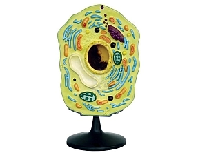 Модель «Клетка растения» на подставке