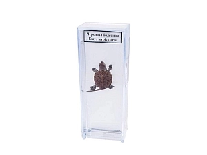 Влажный препарат Черепаха болотная