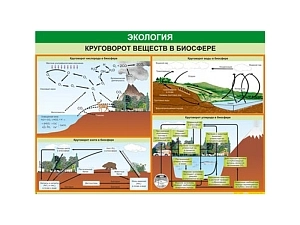 Круговорот веществ в биосфере — таблица 70×100 см