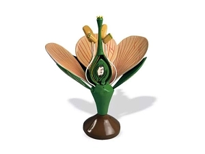 Схематическая модель цветка (увеличенная)