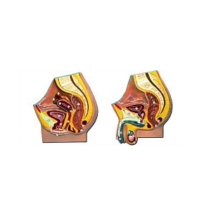 Барельефная модель таза — мужская и женская