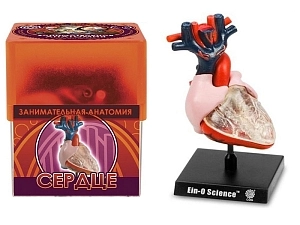 Набор Профессор Эйн: Сердце
