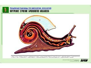 Рельефная таблица Внутреннее строение брюхоногого моллюска, А1