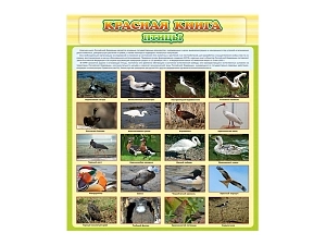 Стенд Красная книга - Птицы