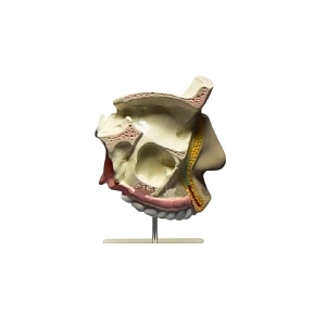 Модель разреза носоглотки ПРШ-Б160