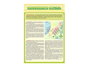Стенд Биосинтез белка
