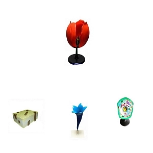 Набор биологических моделей «Из мира биологии» для класса