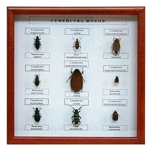 Коллекция энтомологическая «Семейства жуков» (под стеклом)