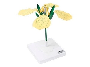 Модель цветка горчицы полевой, 12-кратное увеличение