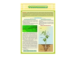 Стенд Фотосинтез