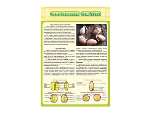 Стенд Строение семян
