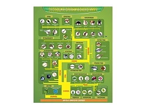 Стенд Эволюция органического мира