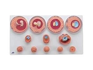 Модель эмбрионального развития — 12 стадий